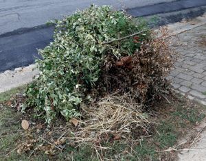 Yard Waste Cleanup Services - Chesapeake’s Best Junk & Waste Removal